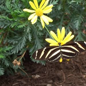 Meet your Posher, Sandra